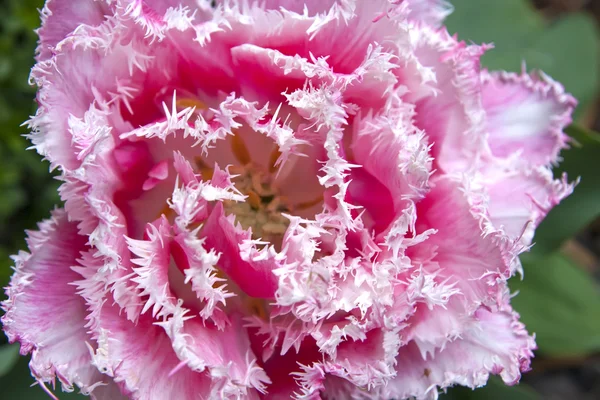 stock image Pink shaggy tulips background