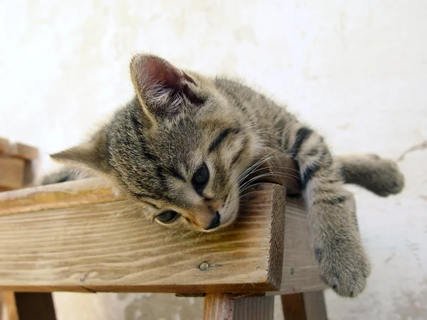 나무 의자에서 잠을 자고 있는 고양이 스톡 이미지