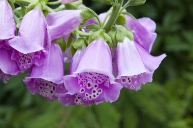 Digitalis purpurea clipart