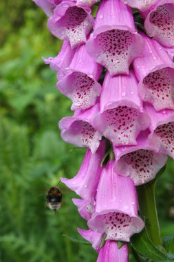 Digitalis purpurea clipart