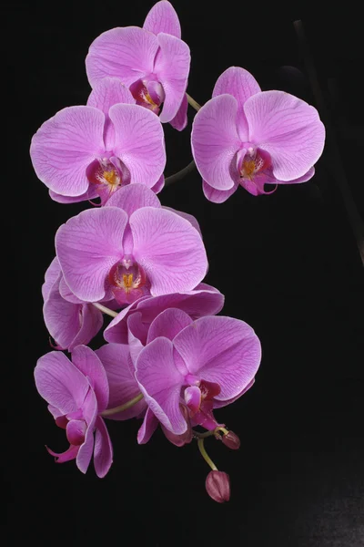Orchide černé pozadí Stock Snímky
