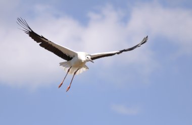 Flying stork clipart