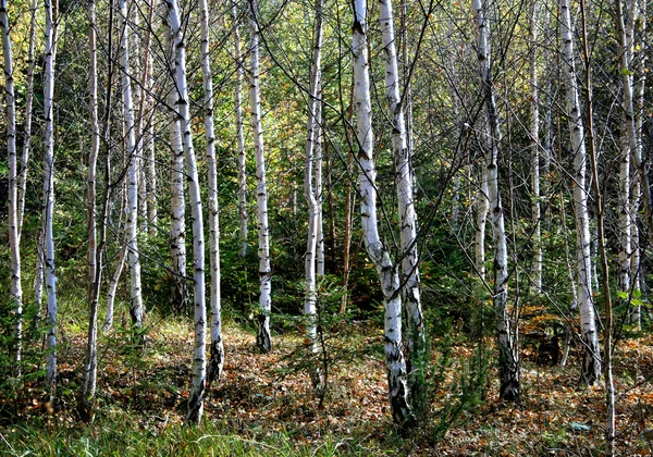 Birch-trees — Stock fotografie