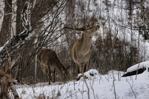 Pair of deer in winter — Stock Photo, Image