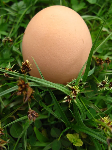 草の中の鶏の卵 — ストック写真
