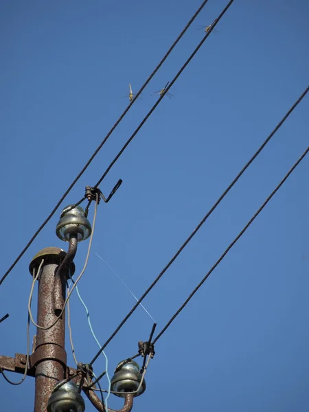 Insectos sentados en los cables de la línea de energía eléctrica — Foto de Stock