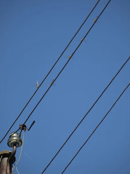 Έντομα που κάθεται με τα καλώδια του ηλεκτρικού αγωγού — Φωτογραφία Αρχείου