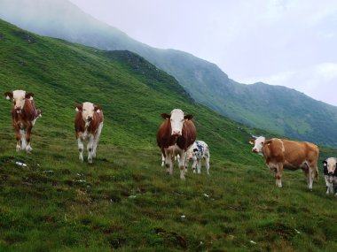 İnekler üzerine Alp hall