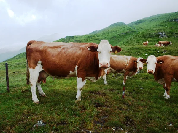 Krávy na alpské hall — Stock fotografie