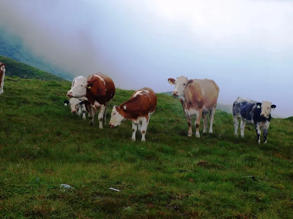 Mucche sulla sala alpina — Foto Stock