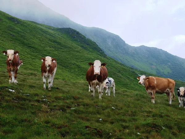Krávy na alpské hall — Stock fotografie