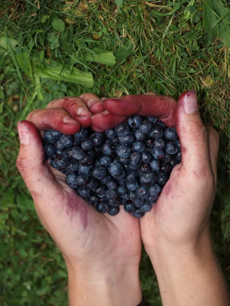 Hands full of berries — Stock Photo, Image
