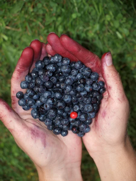 Hands full of berries — Stock Photo, Image