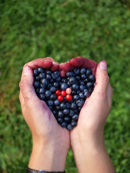 stock image Hands full of berries