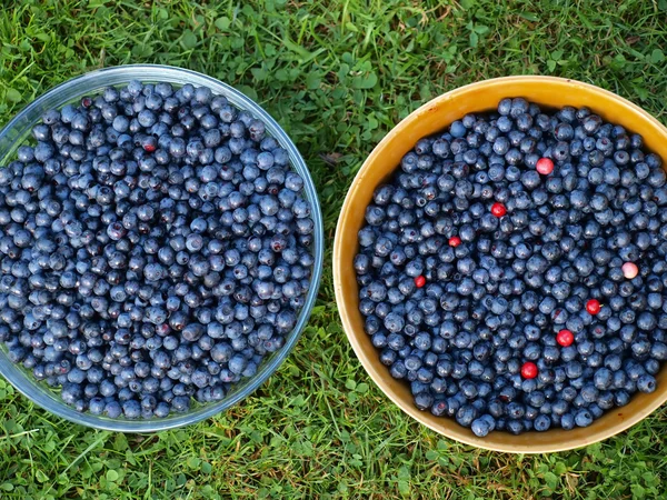 Black berries in bowls — Stock Photo, Image