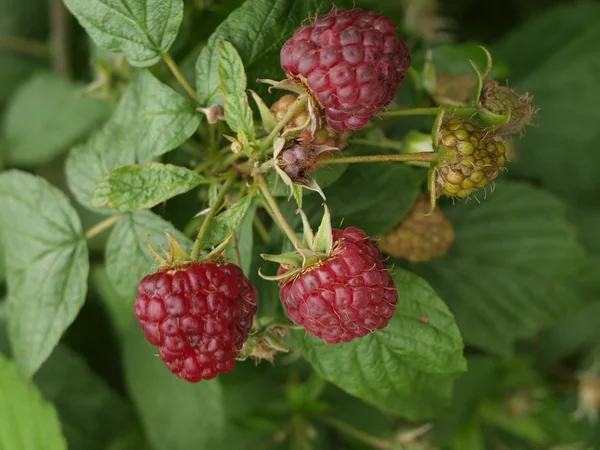 stock image Red raspberries on the bush