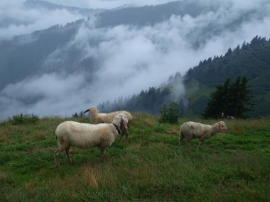 Alpin çayır koyun