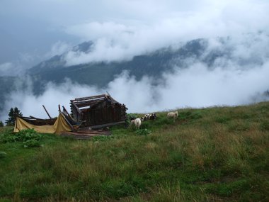 Alpin çayır koyun