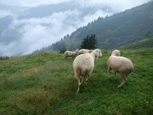 高寒草甸羊 — 图库照片
