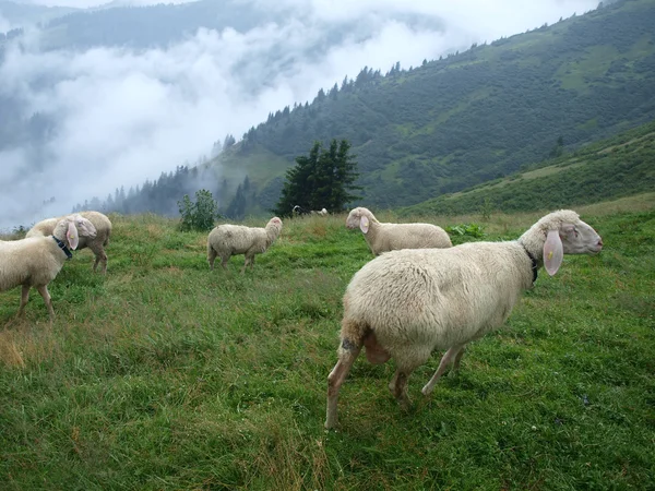 Овцы на альпийском лугу — стоковое фото