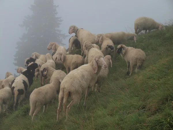 Un troupeau de moutons dans la prairie alpine — Photo
