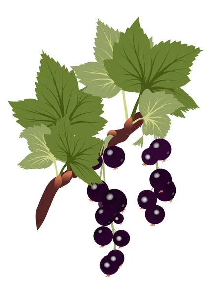 stock vector Black currants branch