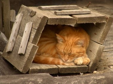 Kırmızı kedi kutuya uyku