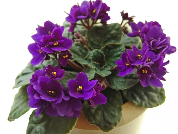 Stock image Violets on white