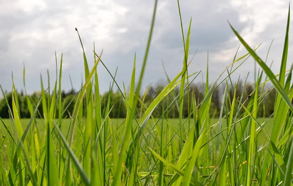 çim ve bulutlu gökyüzü