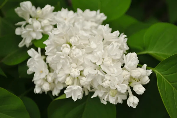 stock image Bunch of white lilac flower