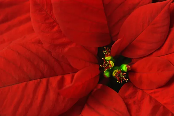 stock image Poinsettia macro