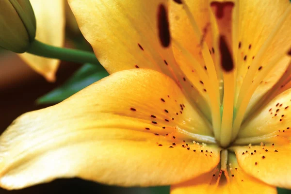 Tiger Lily makro — kuvapankkivalokuva