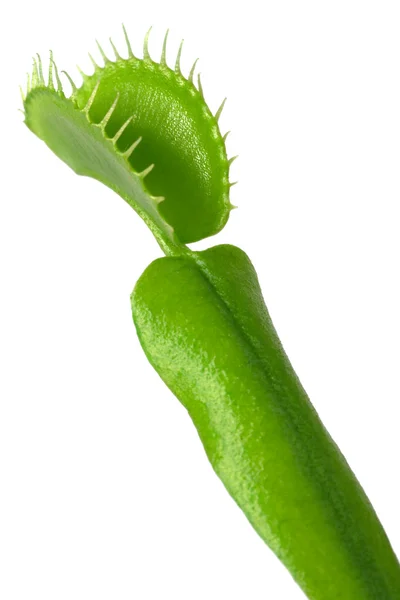 Venus flytrap — Stockfoto