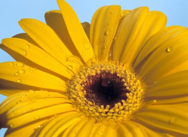 closeup sarı gerbera