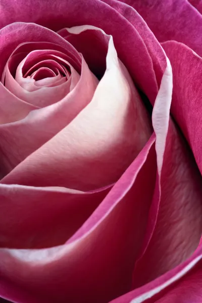 Jediné růžové růže — Stock fotografie