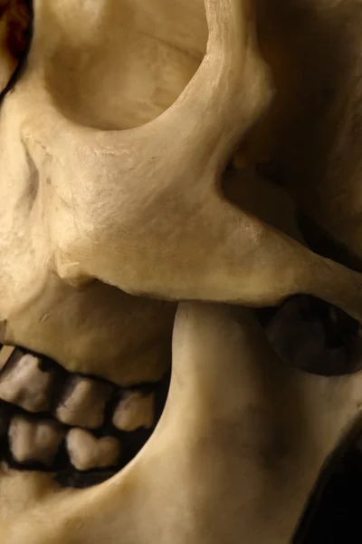 Resumen de cráneo — Stok fotoğraf