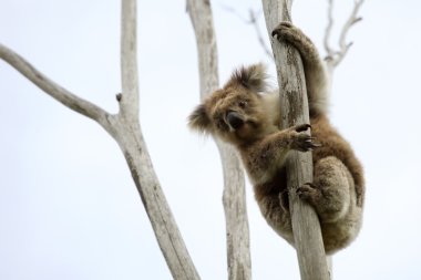 bir ağaç kadar vahşi koala