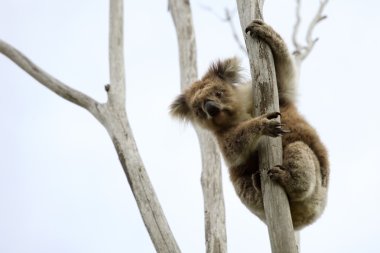 Wild Koala up a tree clipart