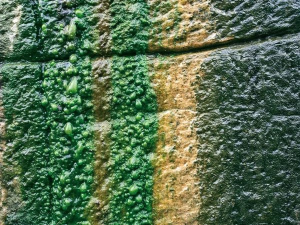 Волога слизька кам'яна стіна — стокове фото