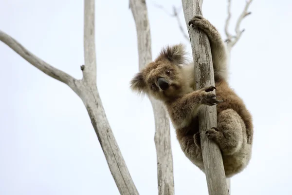 Wild Koala up a tree — Stock Photo, Image