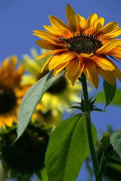 Pszczoły na słoneczniku — Zdjęcie stockowe