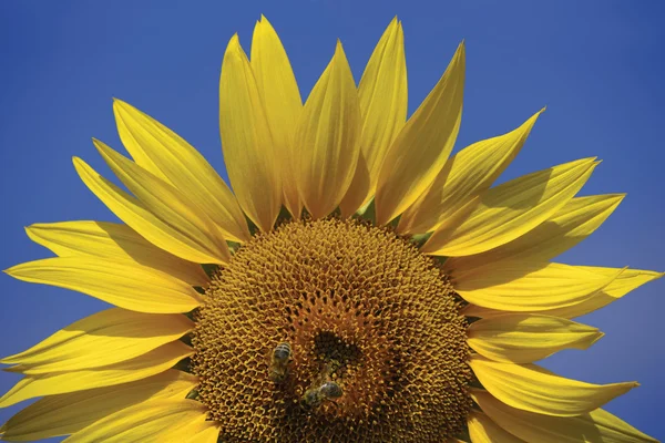 Pszczoły na słonecznik 2 — Zdjęcie stockowe
