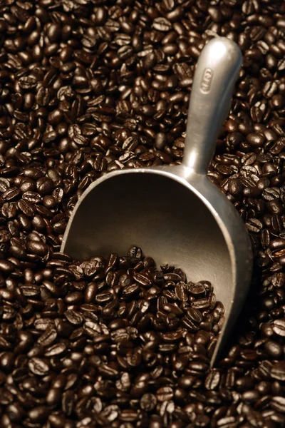 Coffee beans and scoop — Stock Photo, Image