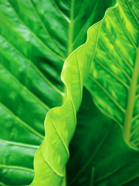 stock image Tropical leaf abstract