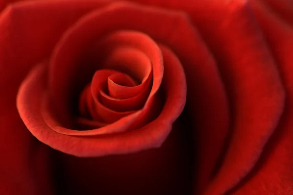 Soft rose — Stock Photo, Image