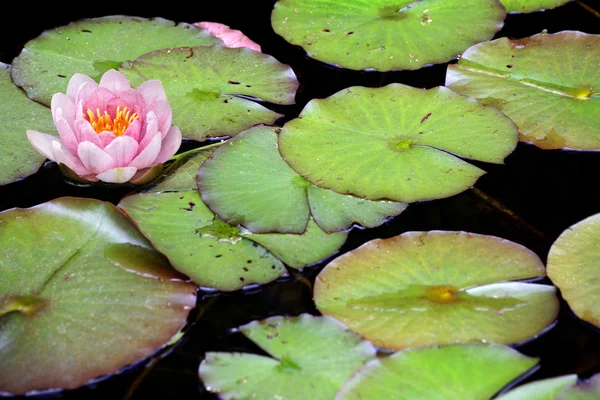 stock image Waterlily
