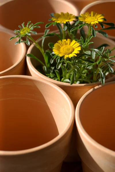 stock image Gardening