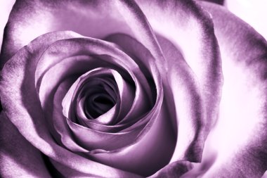 Purple rose clipart