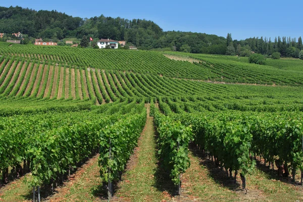 stock image Swiss vineyards