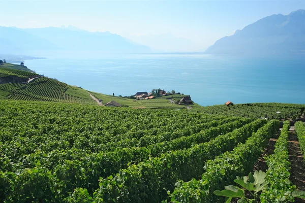 Vineyards in Switzerland — Stock Photo, Image